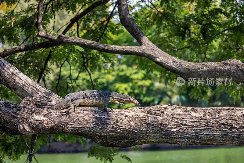 亚洲水监测仪，Varanus salvator，在曼谷公园的一棵树上爬